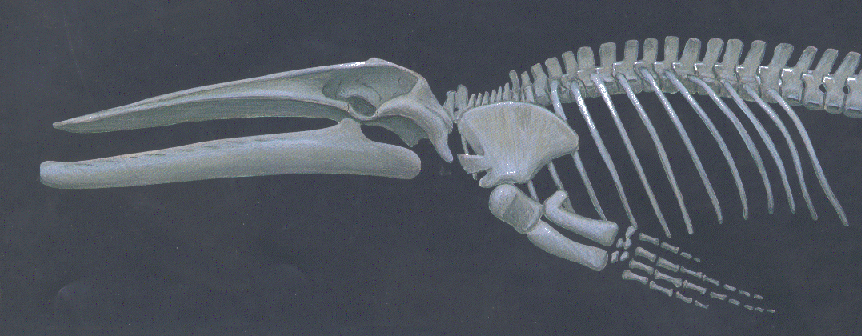 八戸化石クジラ